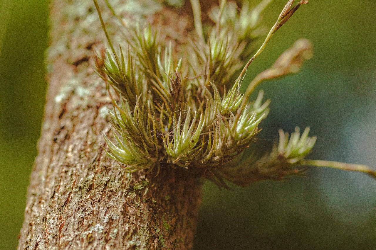 Four health benefits of pine bark Rejuvenated